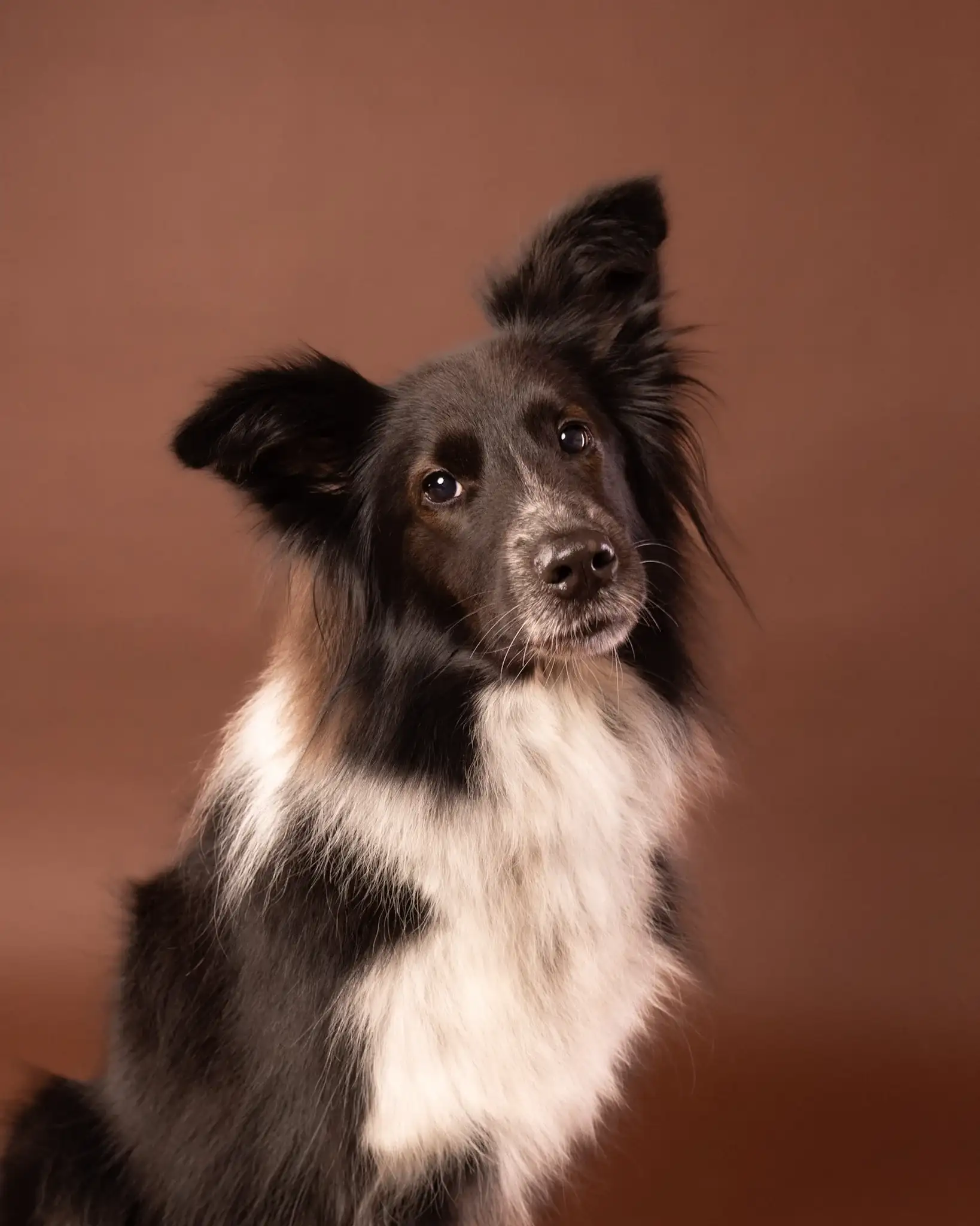 Aria - sesja studyjna