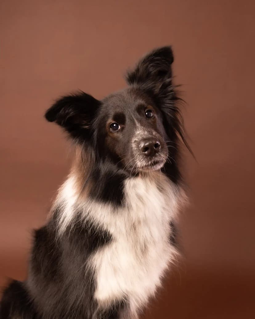 Profesjonalny portret psa Aria w studio ZwierzoKadr