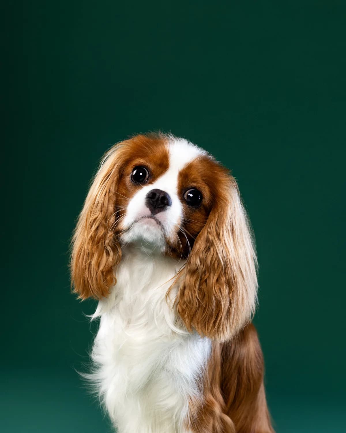 Cavalier King Charles Spaniel portret - sesja studyjna na zielonym tle ZwierzoKadr Białystok