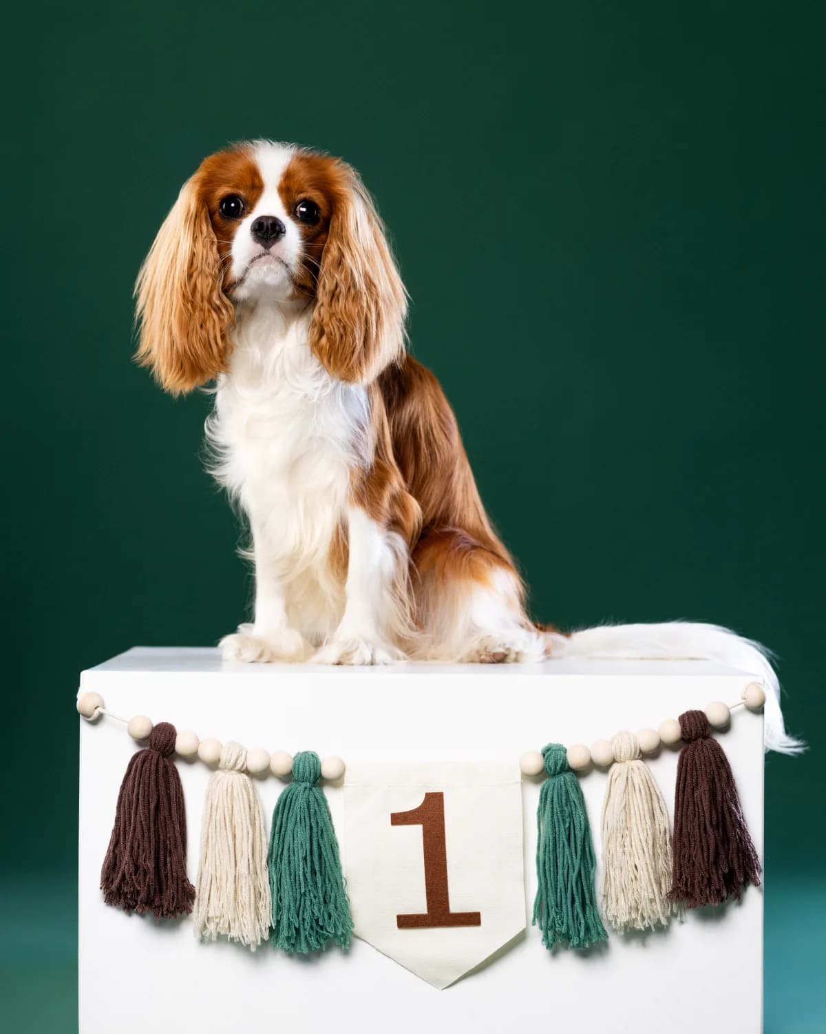 Cavalier King Charles Spaniel sesja urodzinowa - fotograf zwierząt studio Białystok