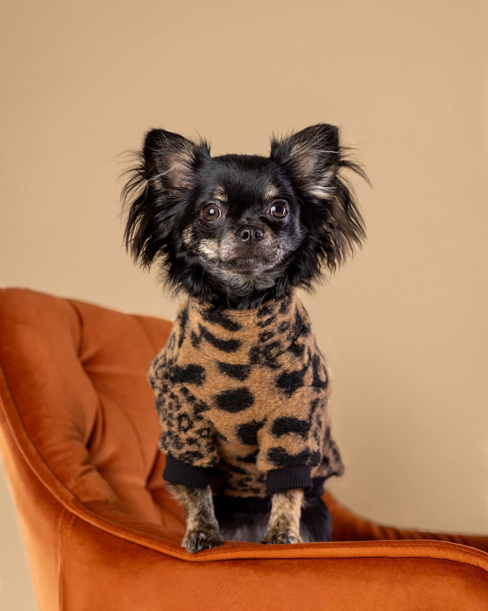 Chihuahua na fotelu - sesja zdjęciowa ZwierzoKadr Białystok