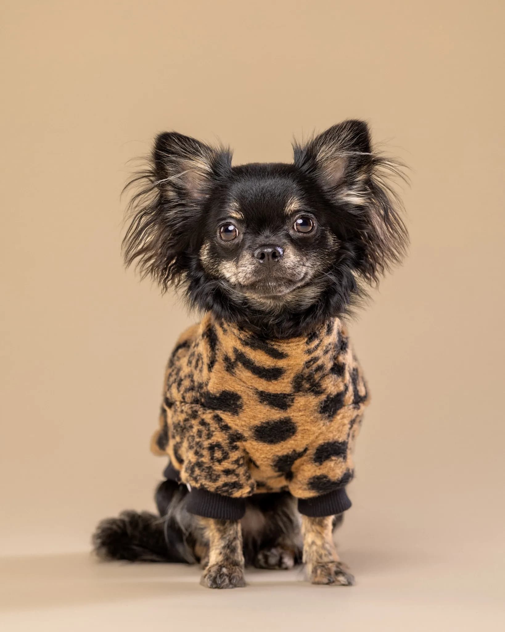 Chihuahua w ubraniu panterka - fotograf zwierząt Białystok