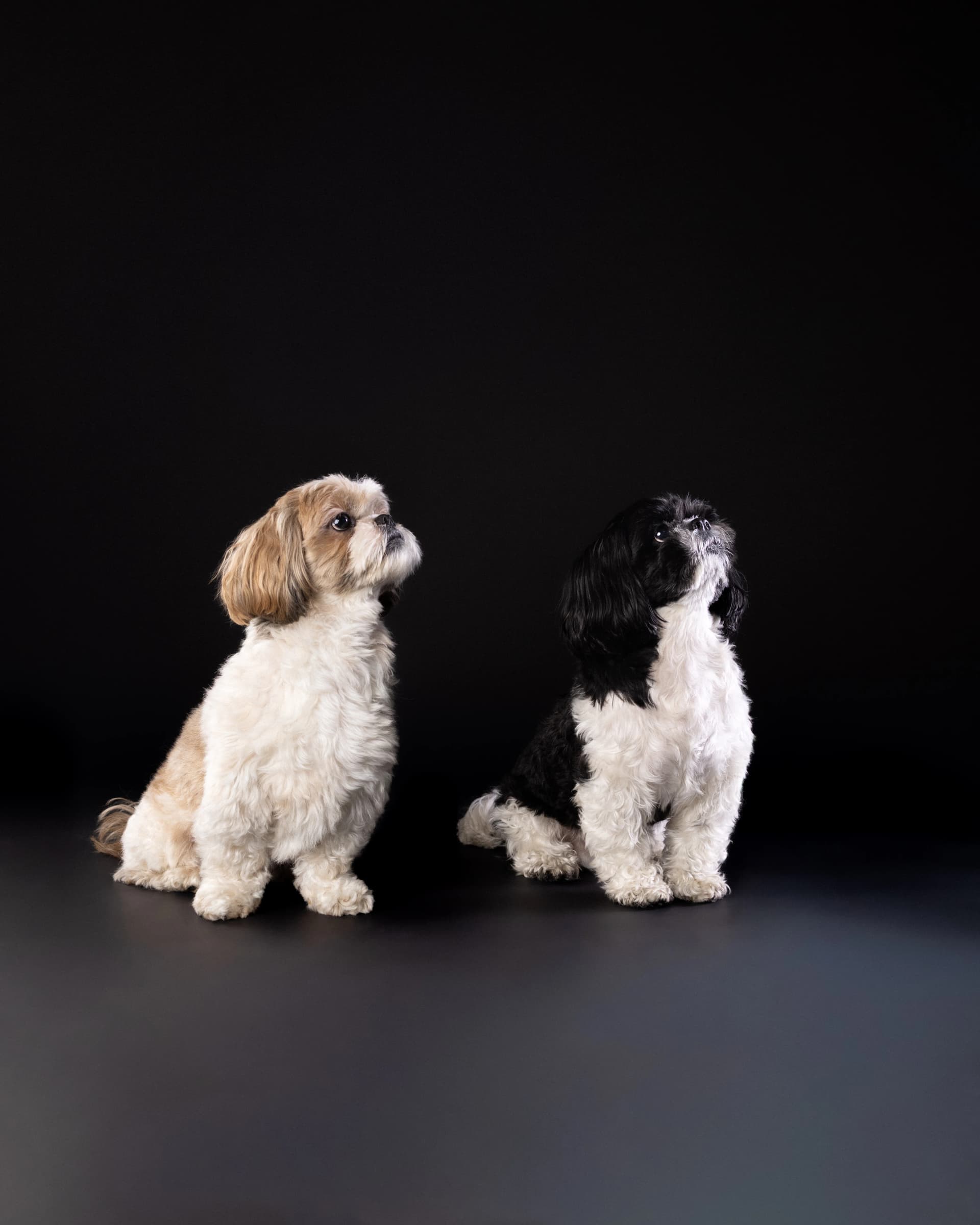 Dwa Shih Tzu - sesja studyjna psów ZwierzoKadr Białystok