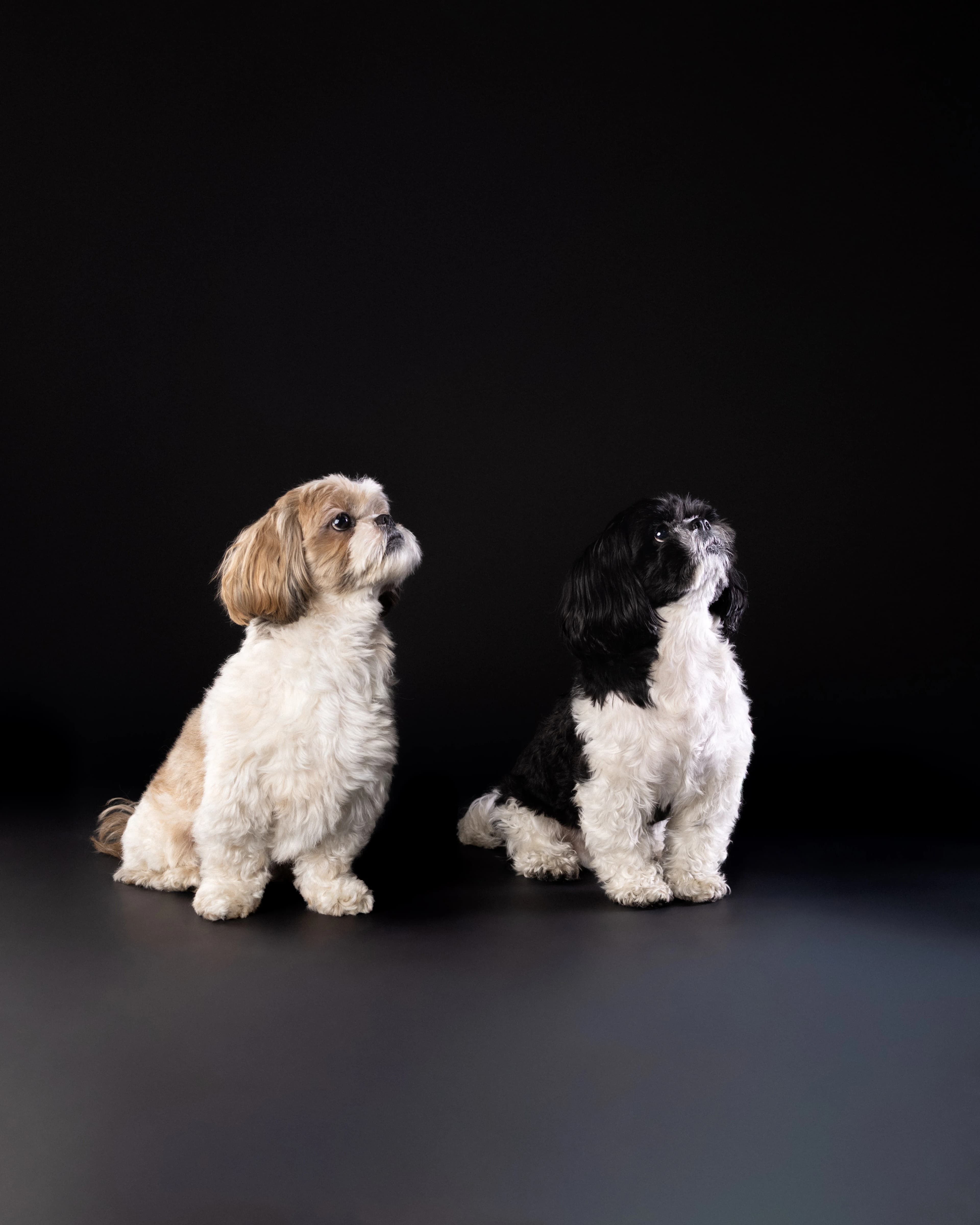 Dwa Shih Tzu - sesja studyjna psów ZwierzoKadr Białystok