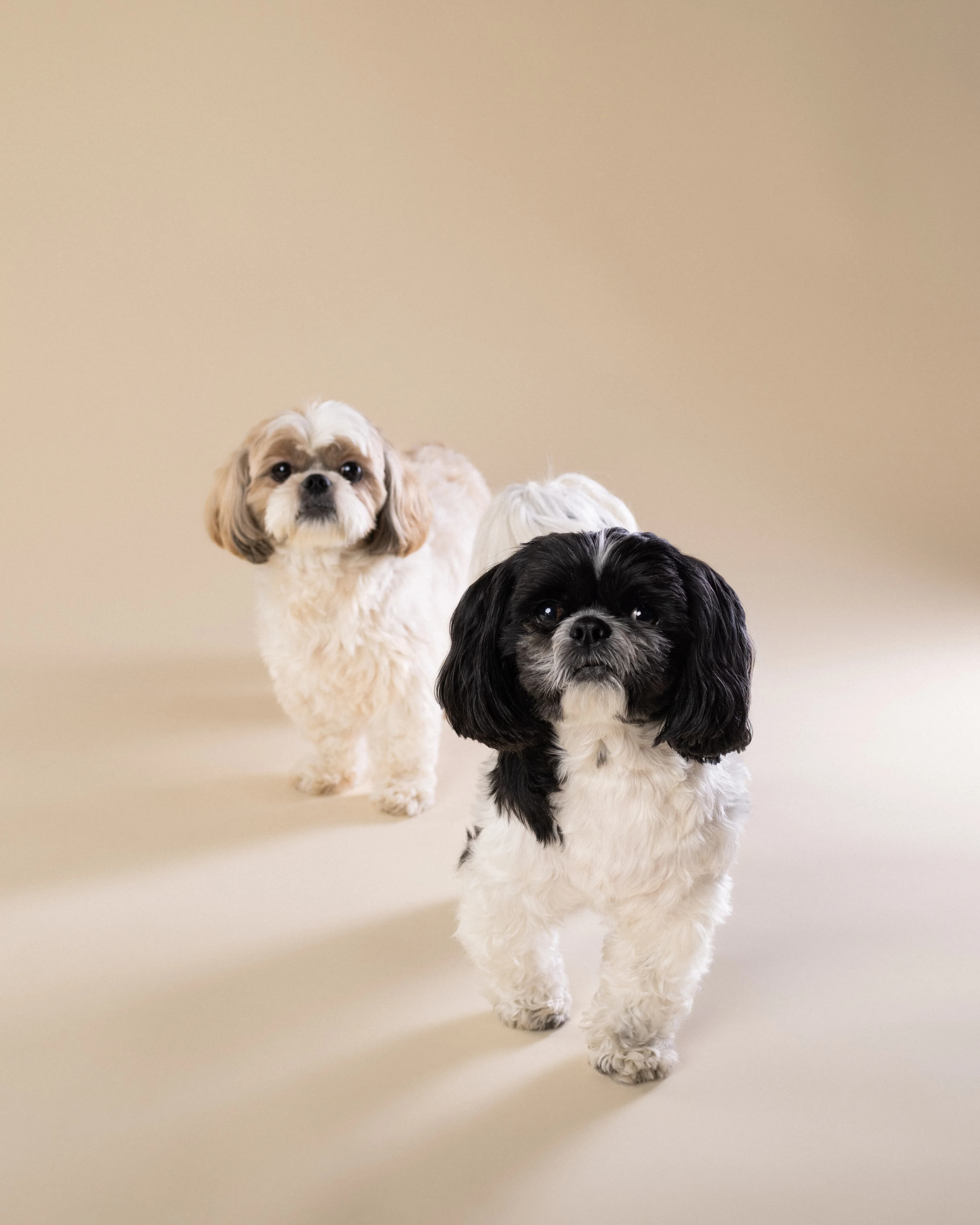 Dwa Shih Tzu spacerujące - sesja studyjna psów Białystok