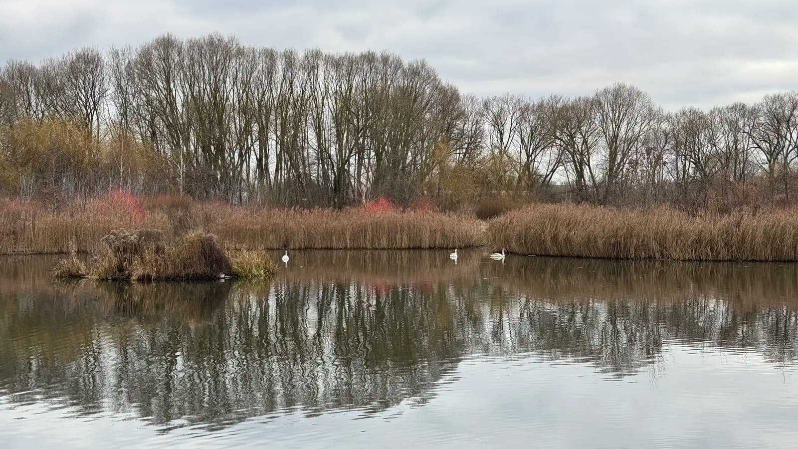 Wybieg dla psów obok studia fotograficznego Białystok