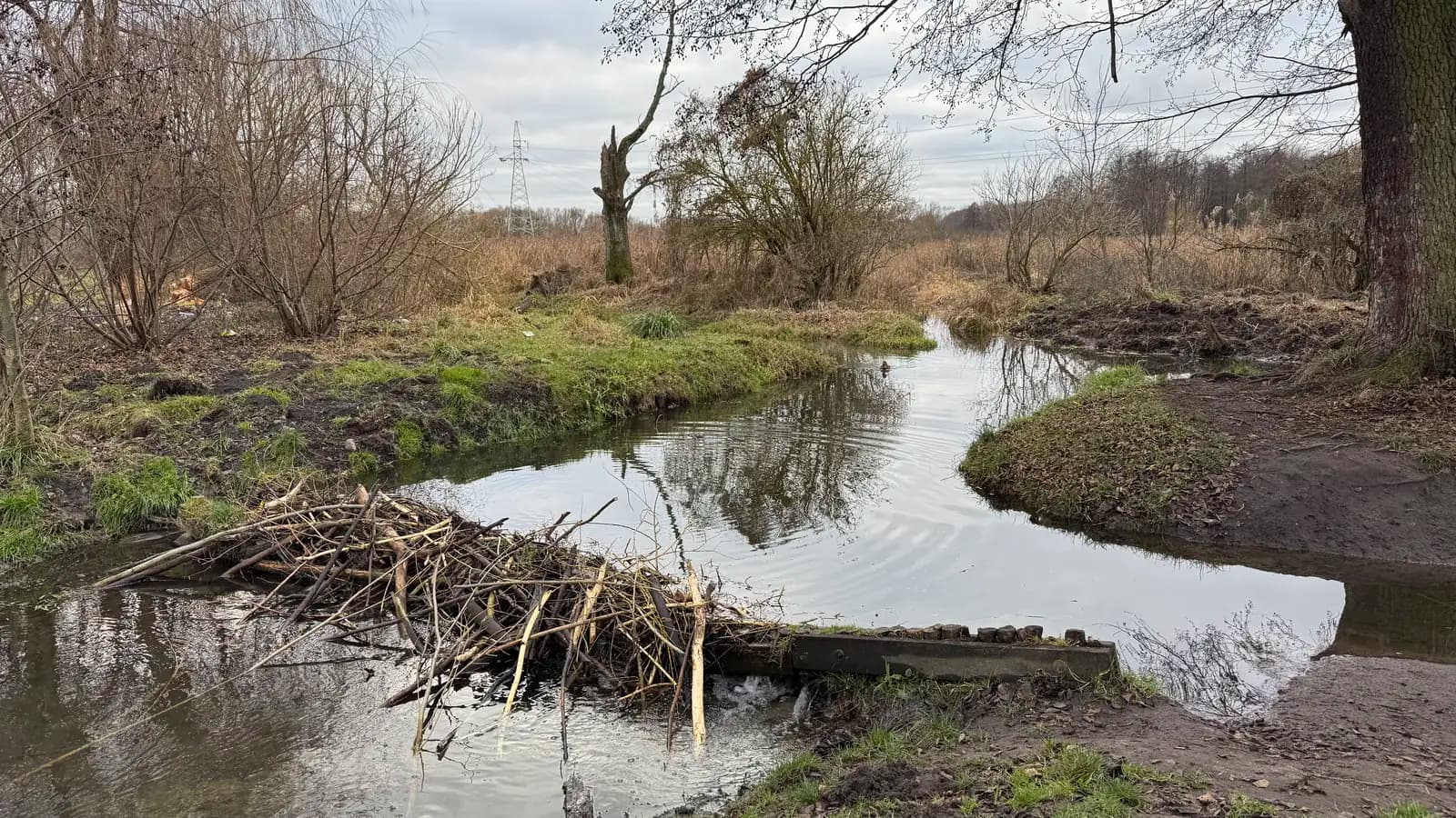 Teren zielony dla psów w Białymstoku