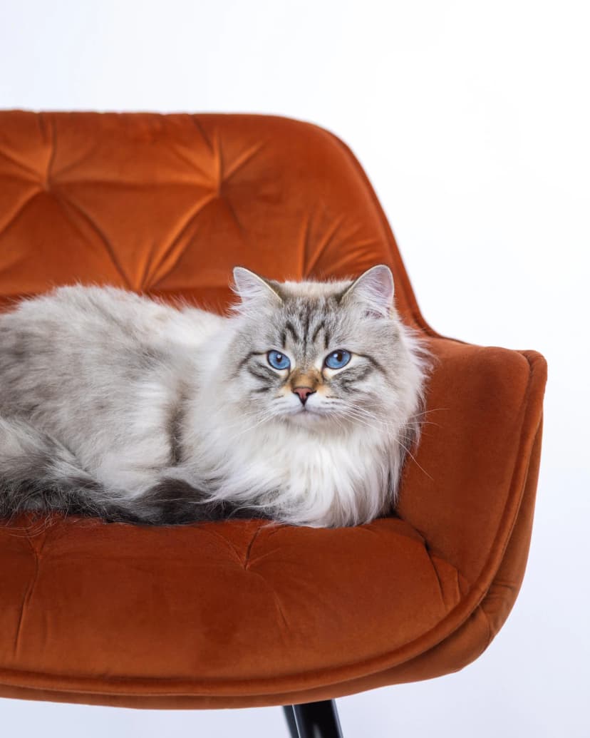 Kot Bejkon - profesjonalny portret w studio