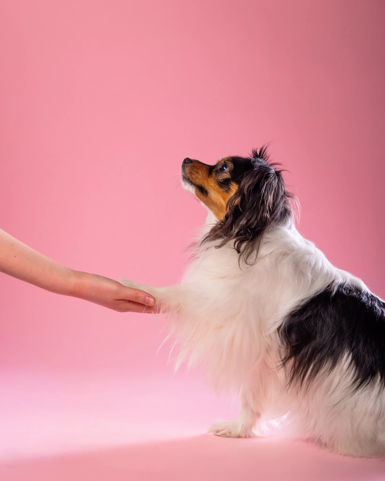 Pies daje łapę - sztuczki sesja fotograficzna Białystok