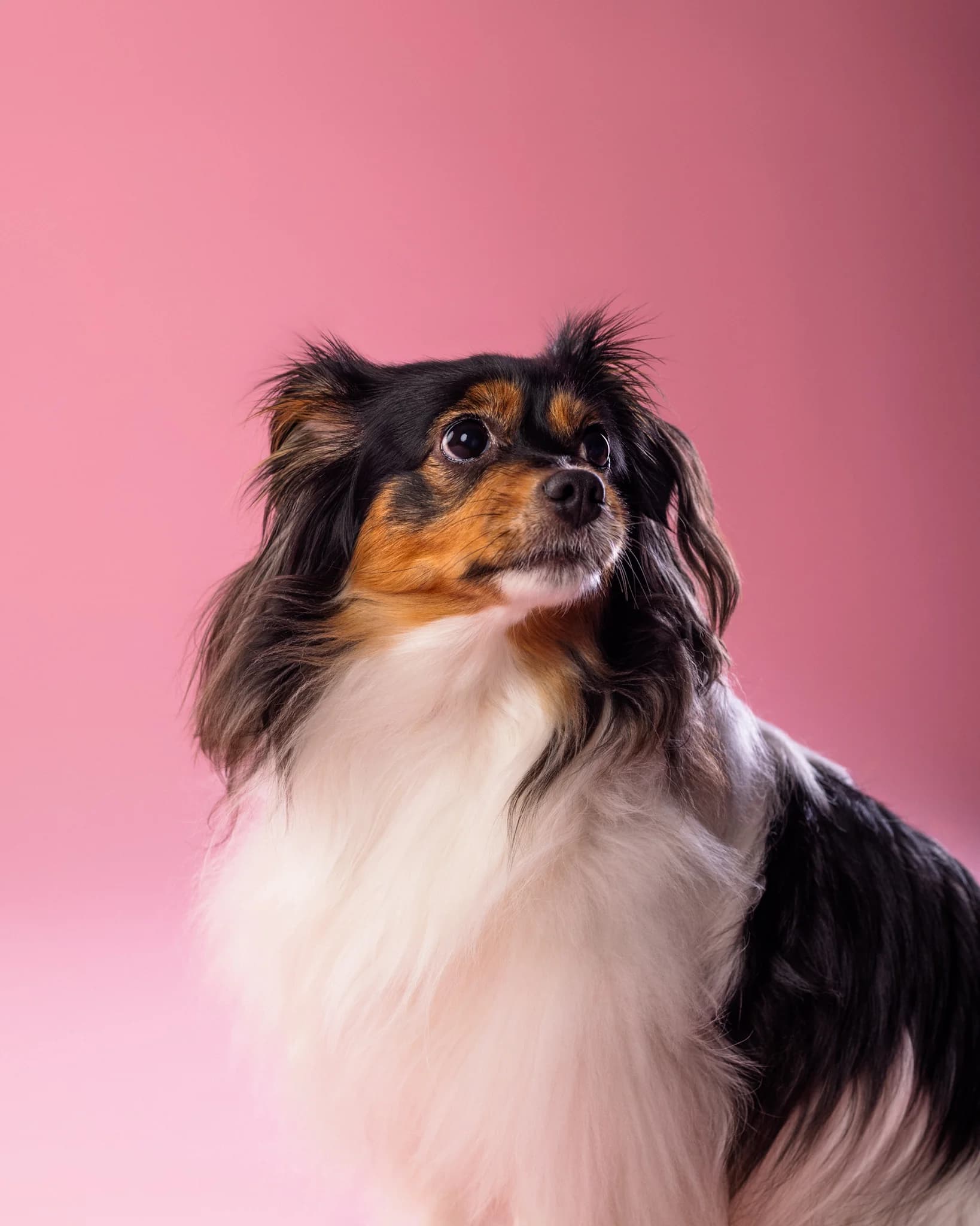Pies - profesjonalny portret studyjny fotograf zwierząt Białystok