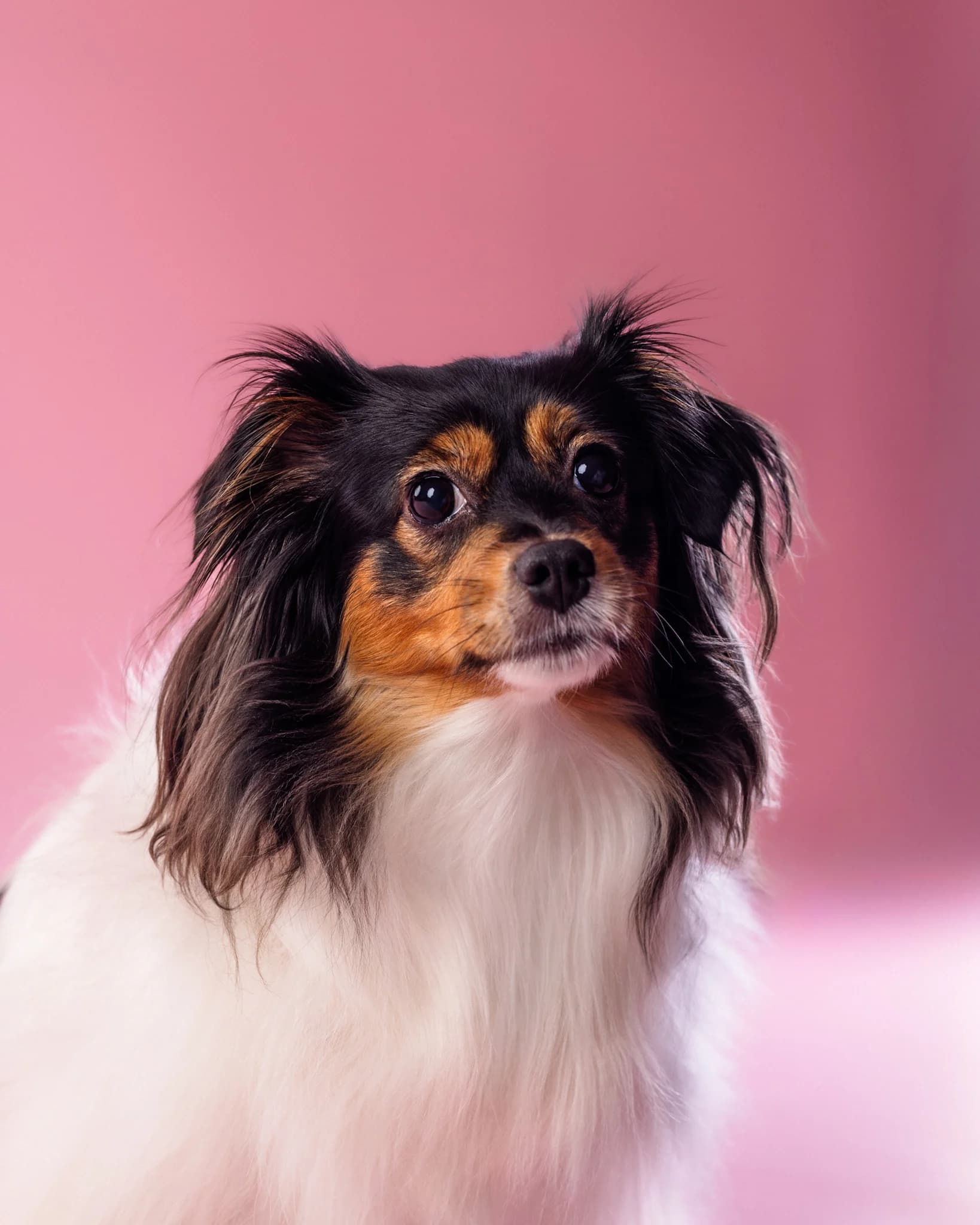 Pies sesja studyjna - fotograf zwierząt ZwierzoKadr Białystok