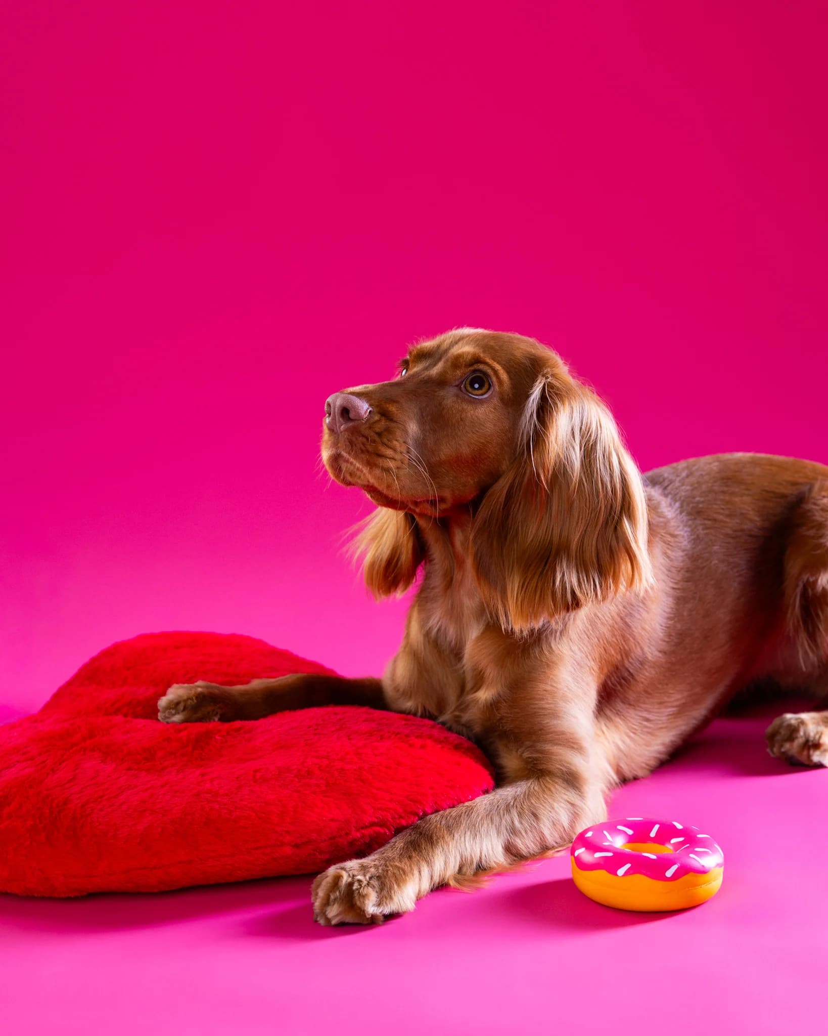 Brązowy spaniel w ujęciu z boku obok czerwonej poduszki