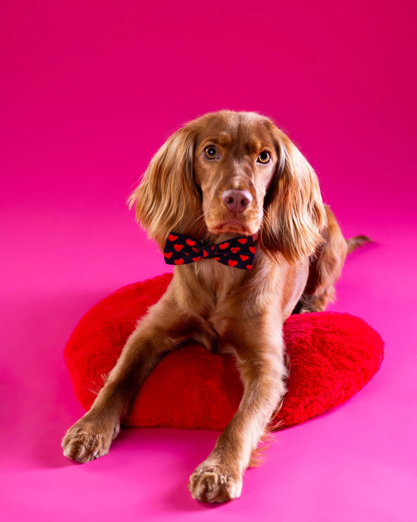 Prezent walentynkowy - profesjonalna sesja Cocker Spaniel Nela Białystok