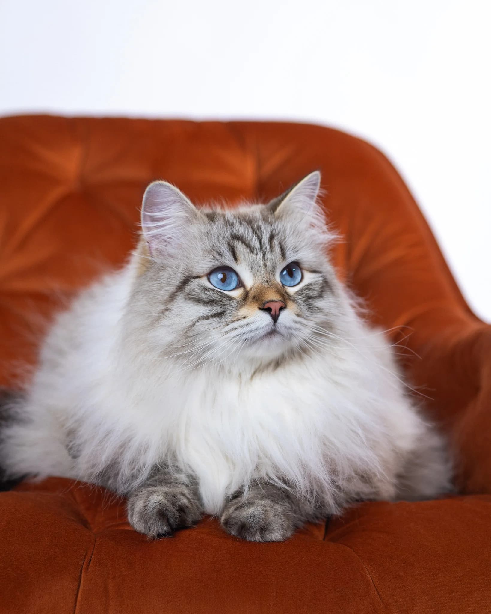 Sesja fotograficzna kota Neva Masquerade Bacon - fotograf zwierząt Białystok