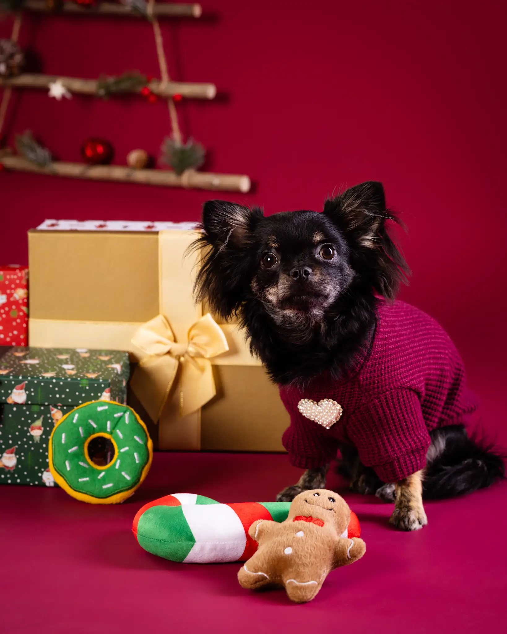 Szczęśliwy pies podczas sesji świątecznej - naturalna radość