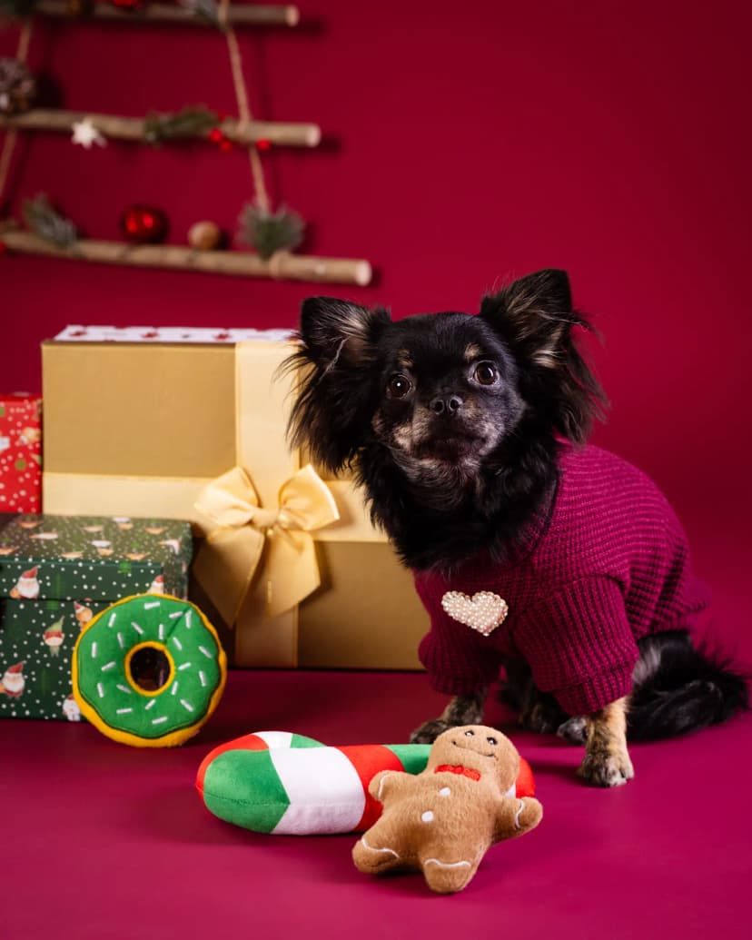 Sesja świąteczna psa - kolorowe tło studio Białystok