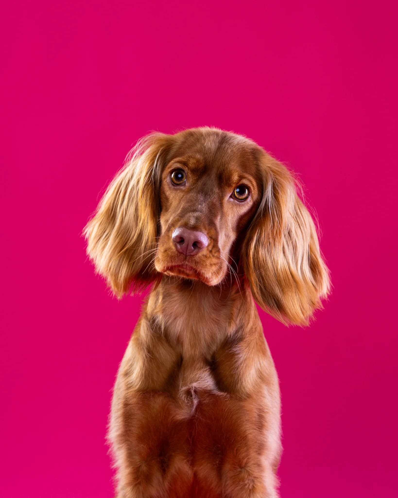 Sesja walentynkowa Cocker Spaniel Nela - prezent fotograficzny ZwierzoKadr Białystok