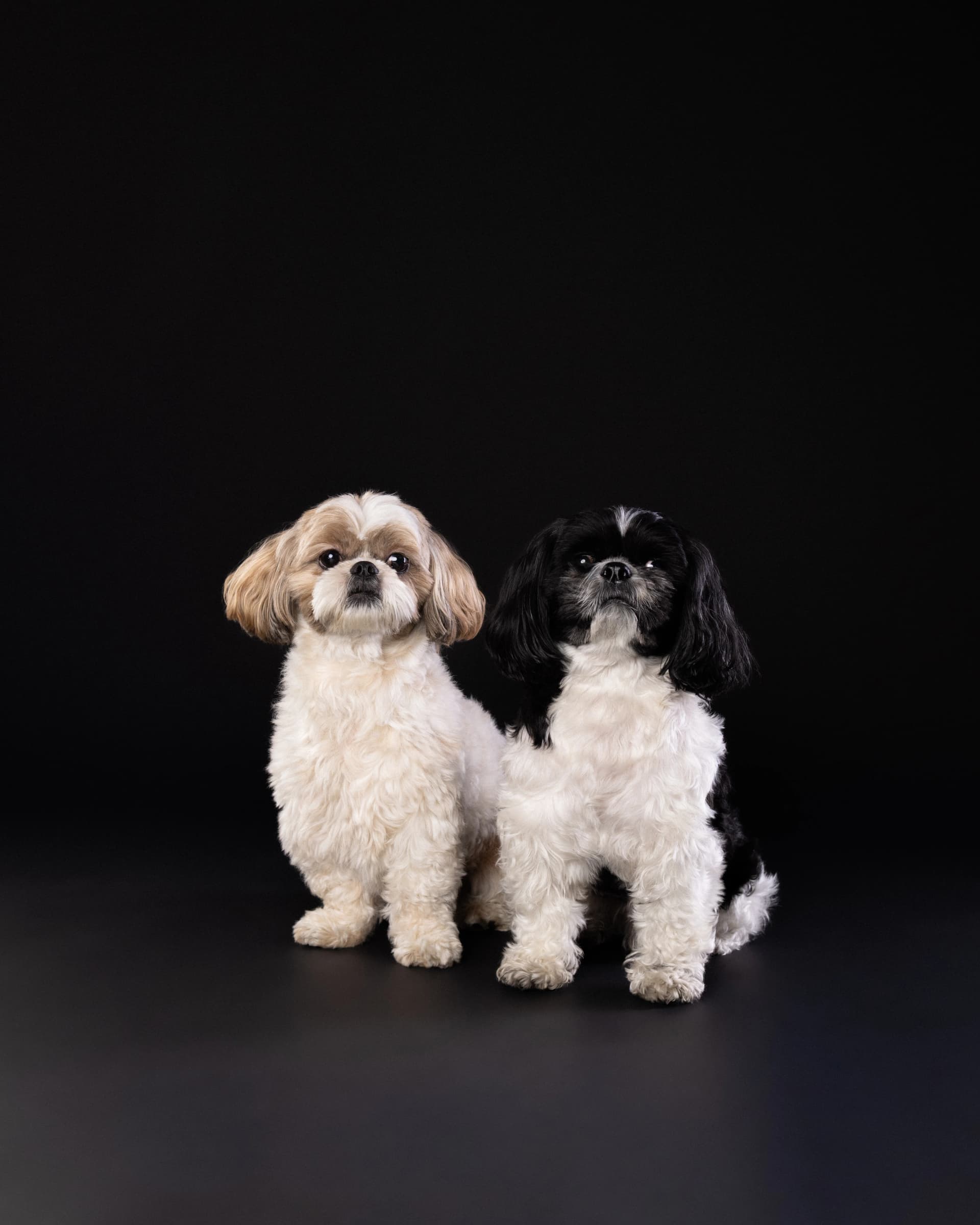 Para psów Shih Tzu na wspólnym portrecie w studio fotograficznym w Białymstoku