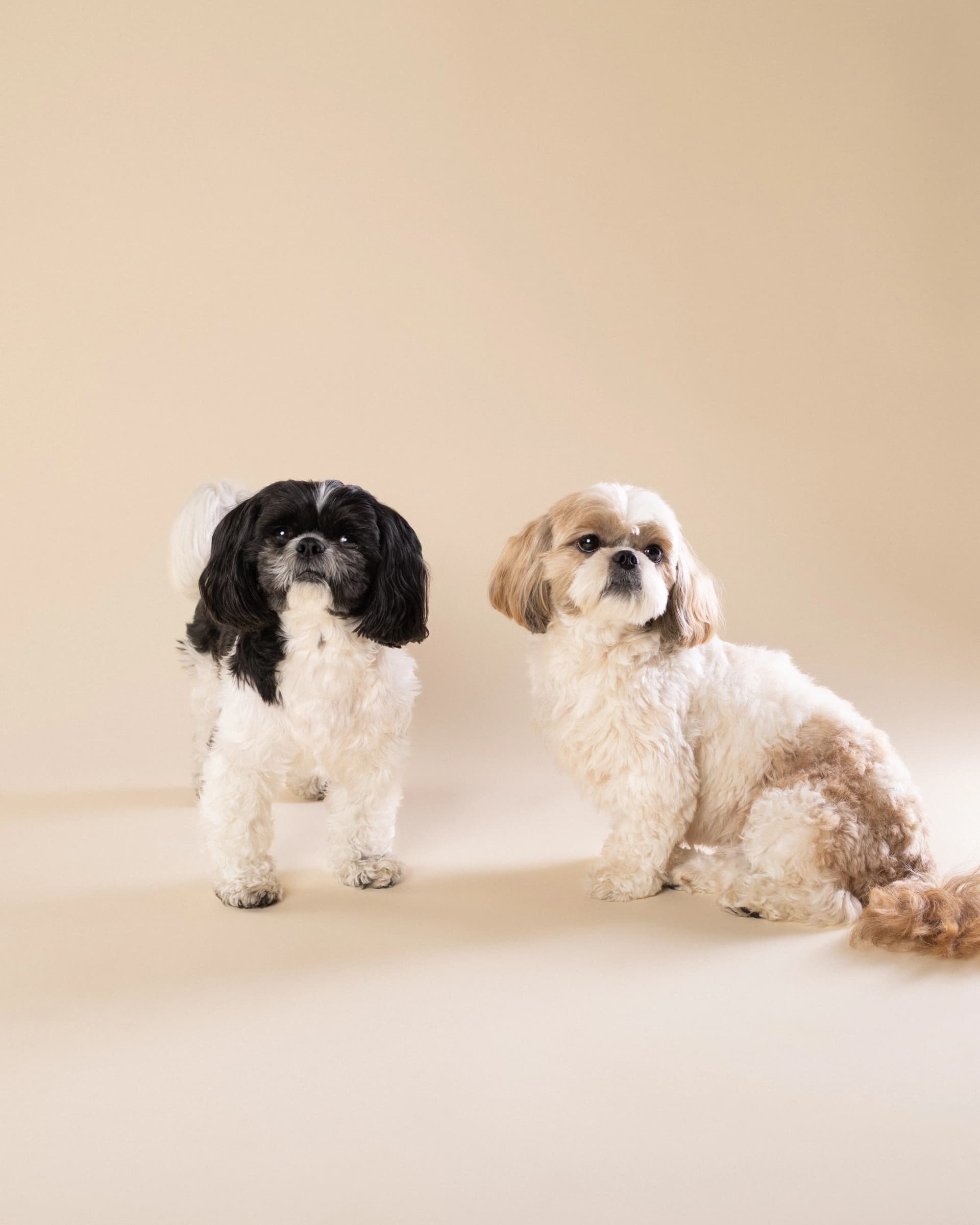 Shih Tzu para - sesja fotograficzna psów ZwierzoKadr Białystok