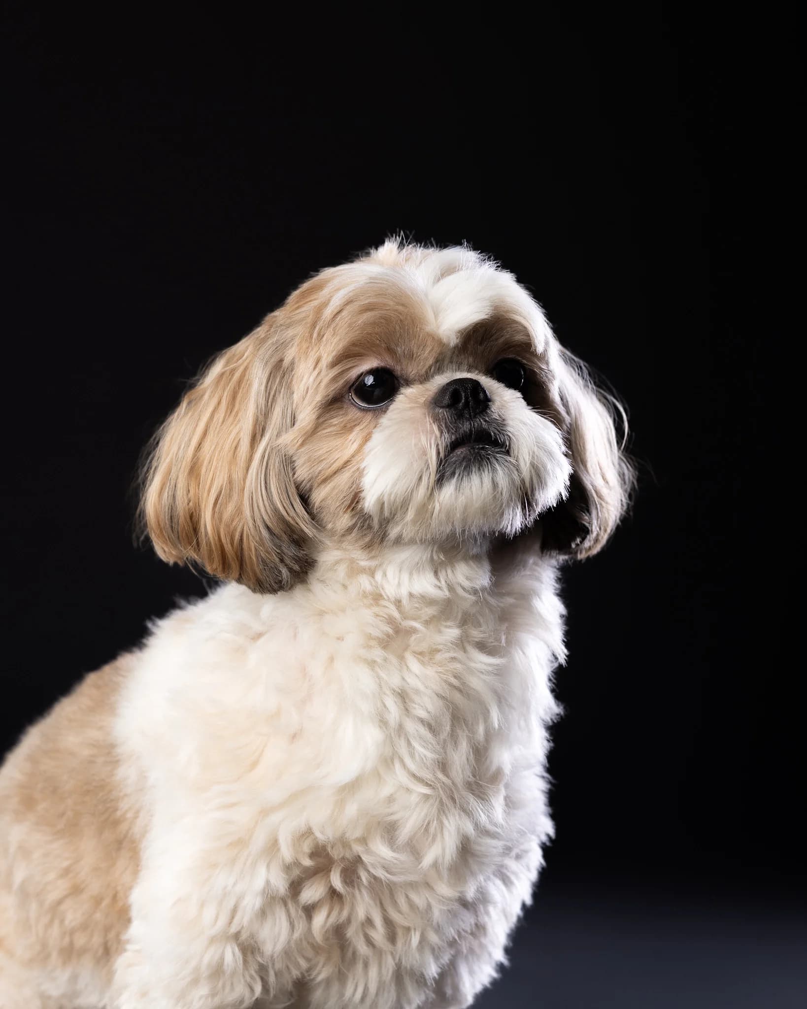 Profesjonalny portret Shih Tzu w studio ZwierzoKadr Białystok