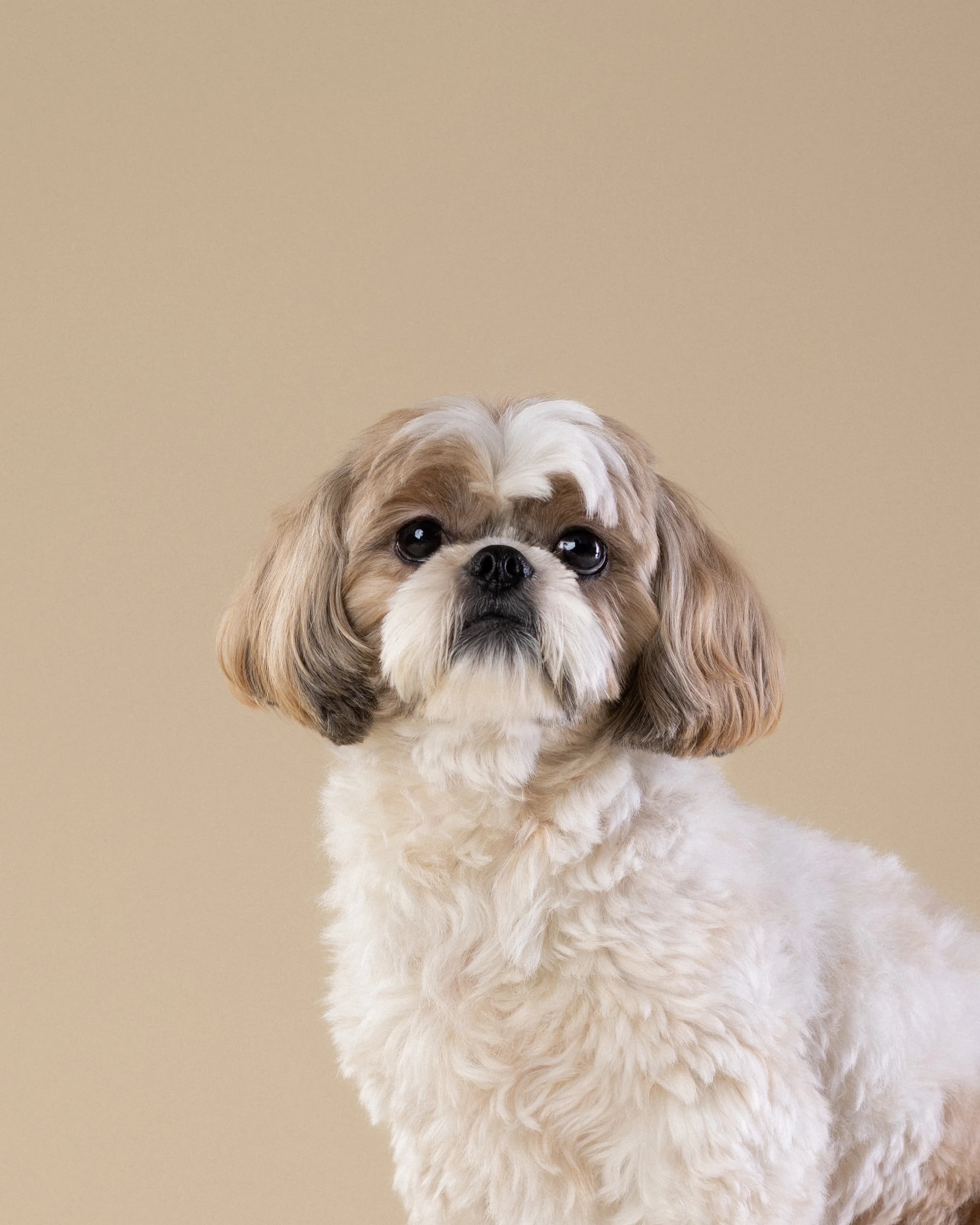 Shih Tzu portret - profesjonalny fotograf zwierząt Białystok