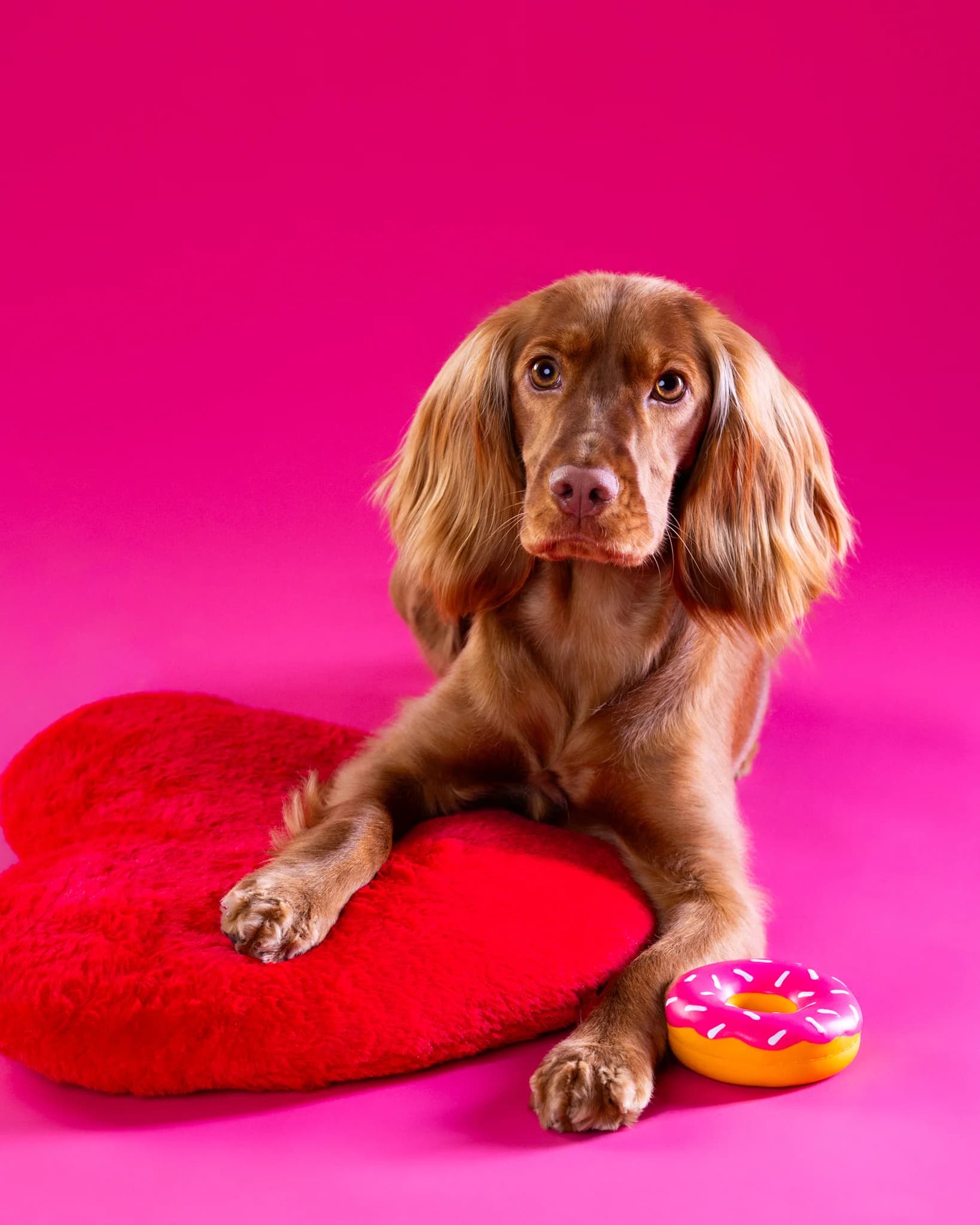 Brązowy spaniel leżący na różowym tle z przednimi łapami na czerwonej poduszce
