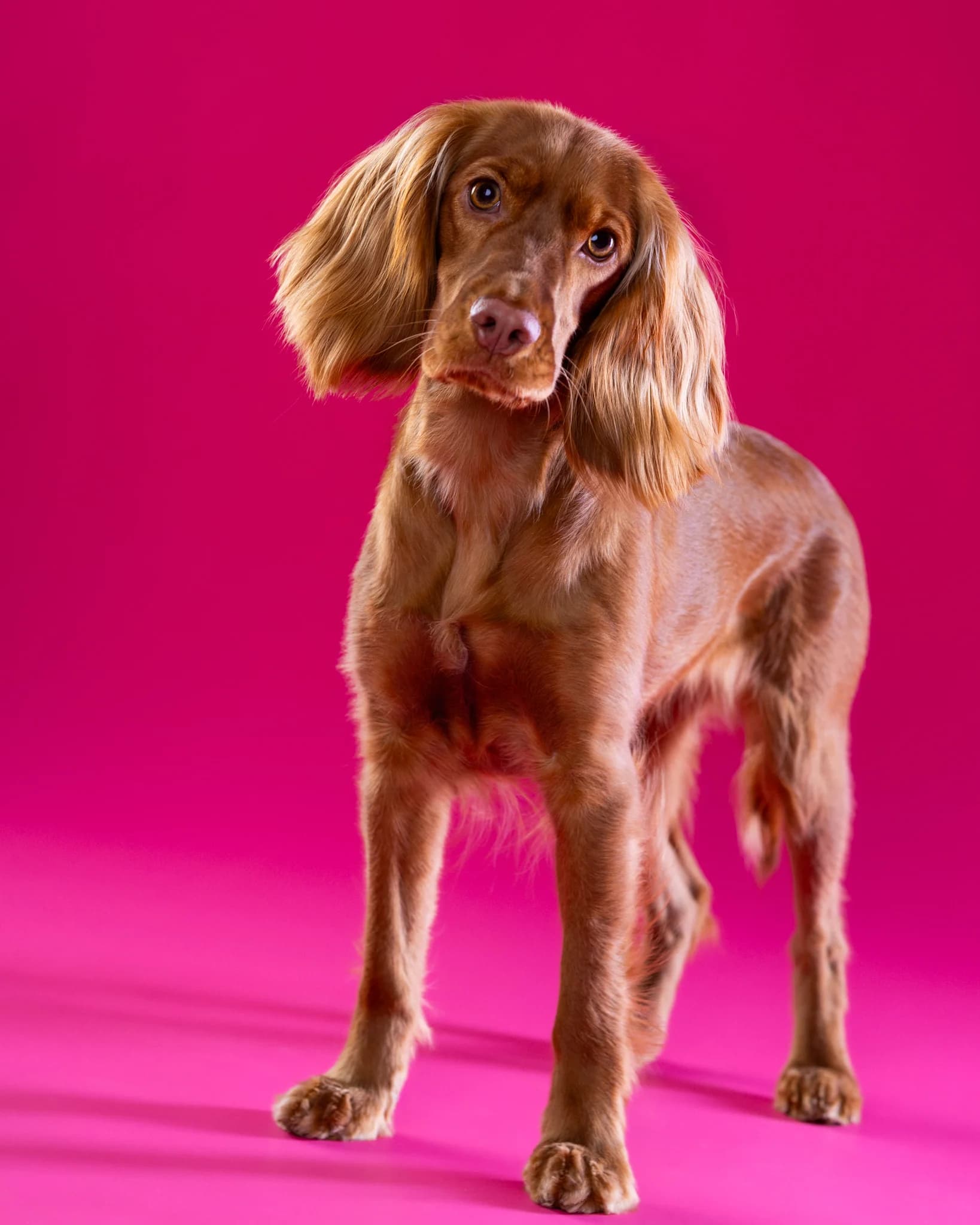 Brązowy spaniel stojący na mocnym różowym tle