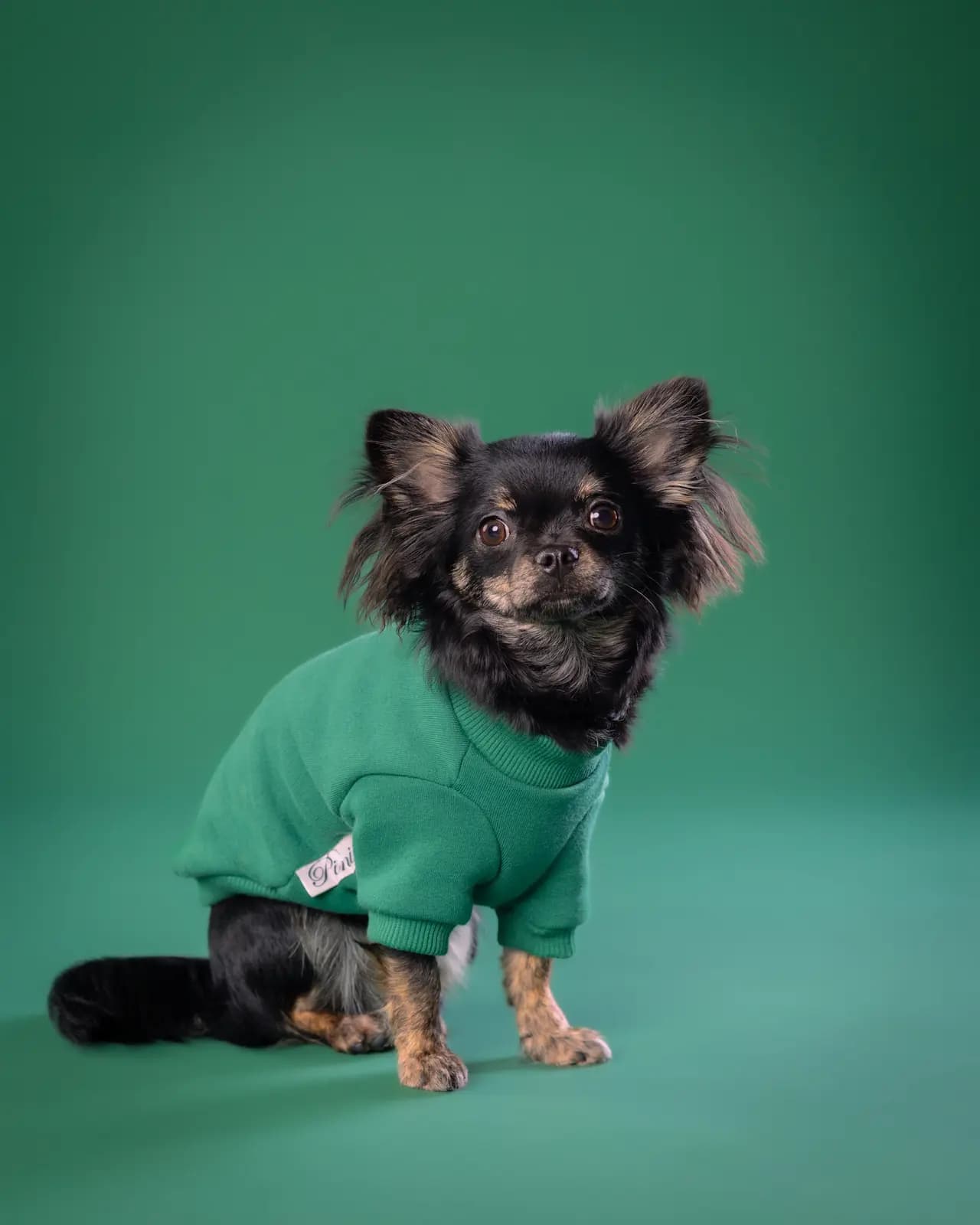 Chihuahua Verna - zadbana sierść podczas sesji w studio ZwierzoKadr