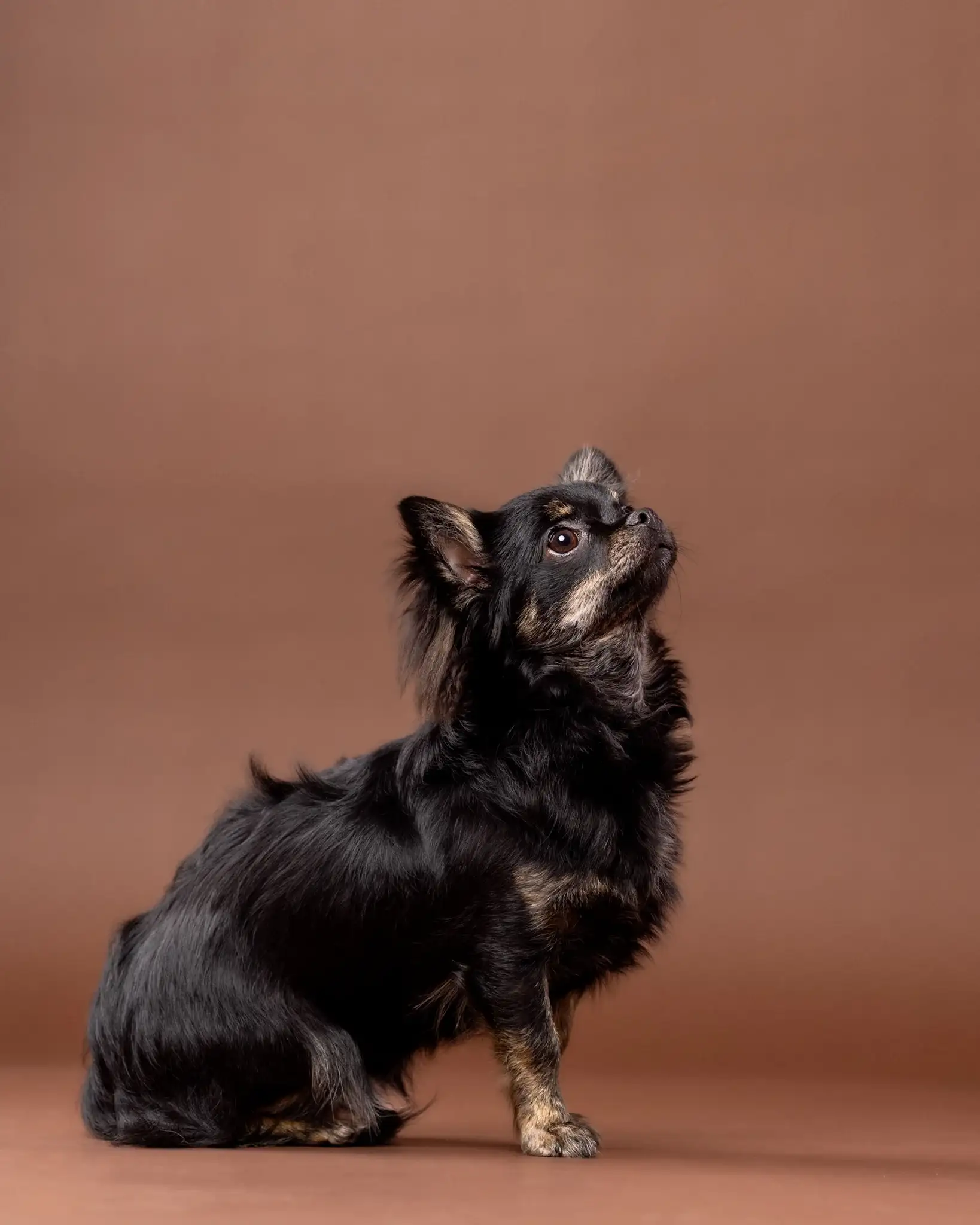 Zrelaksowany pies Verna podczas profesjonalnej sesji w studio ZwierzoKadr