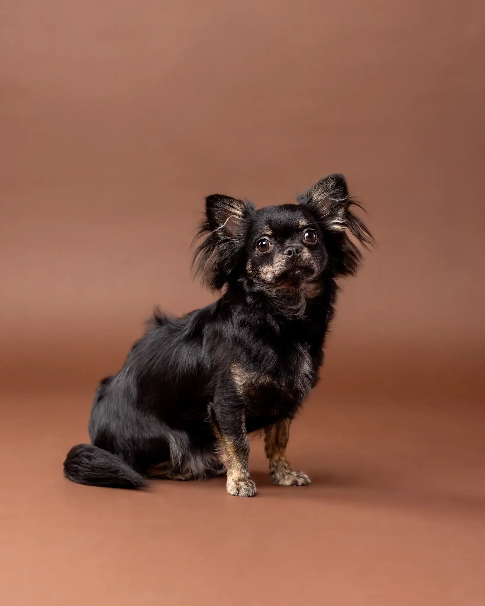 Chihuahua Verna - spokojny i zrelaksowany podczas sesji