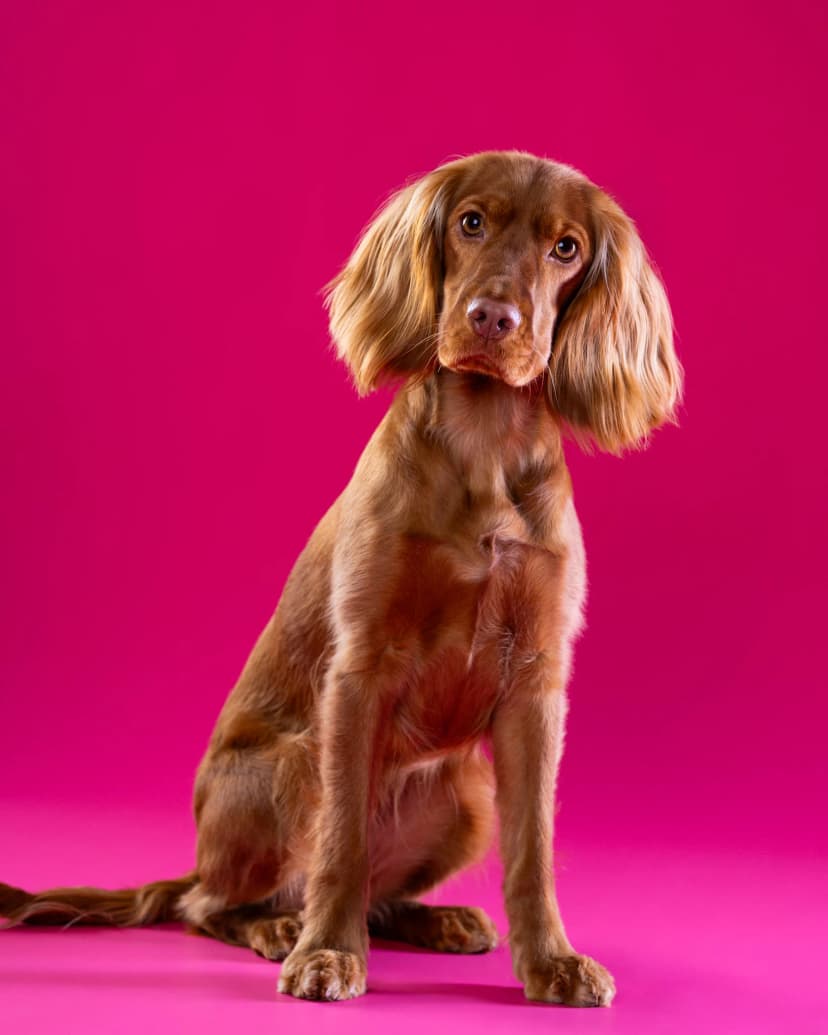 Cocker Spaniel Nela - walentynkowa sesja studyjna