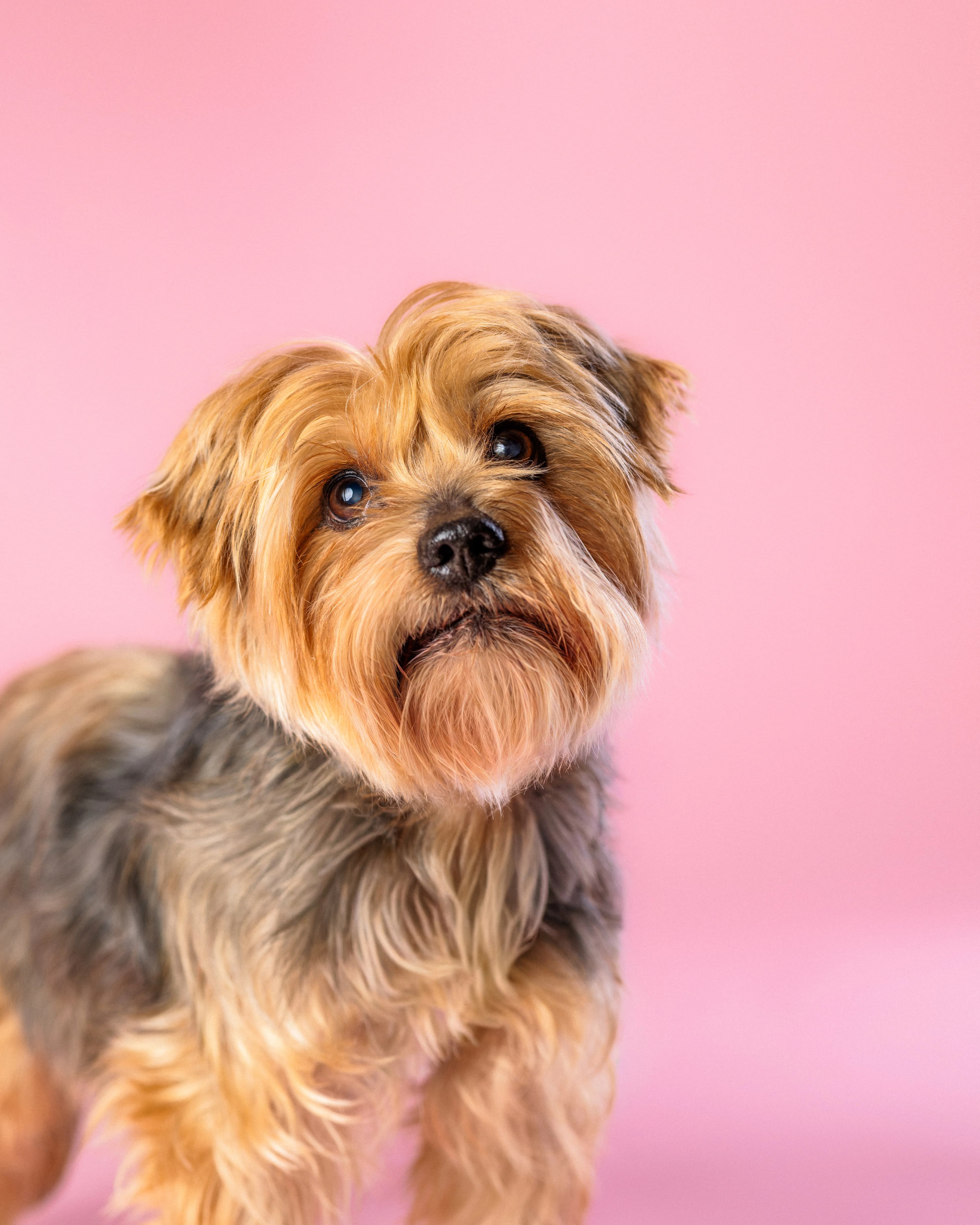 York portret - sesja studyjna psa Białystok