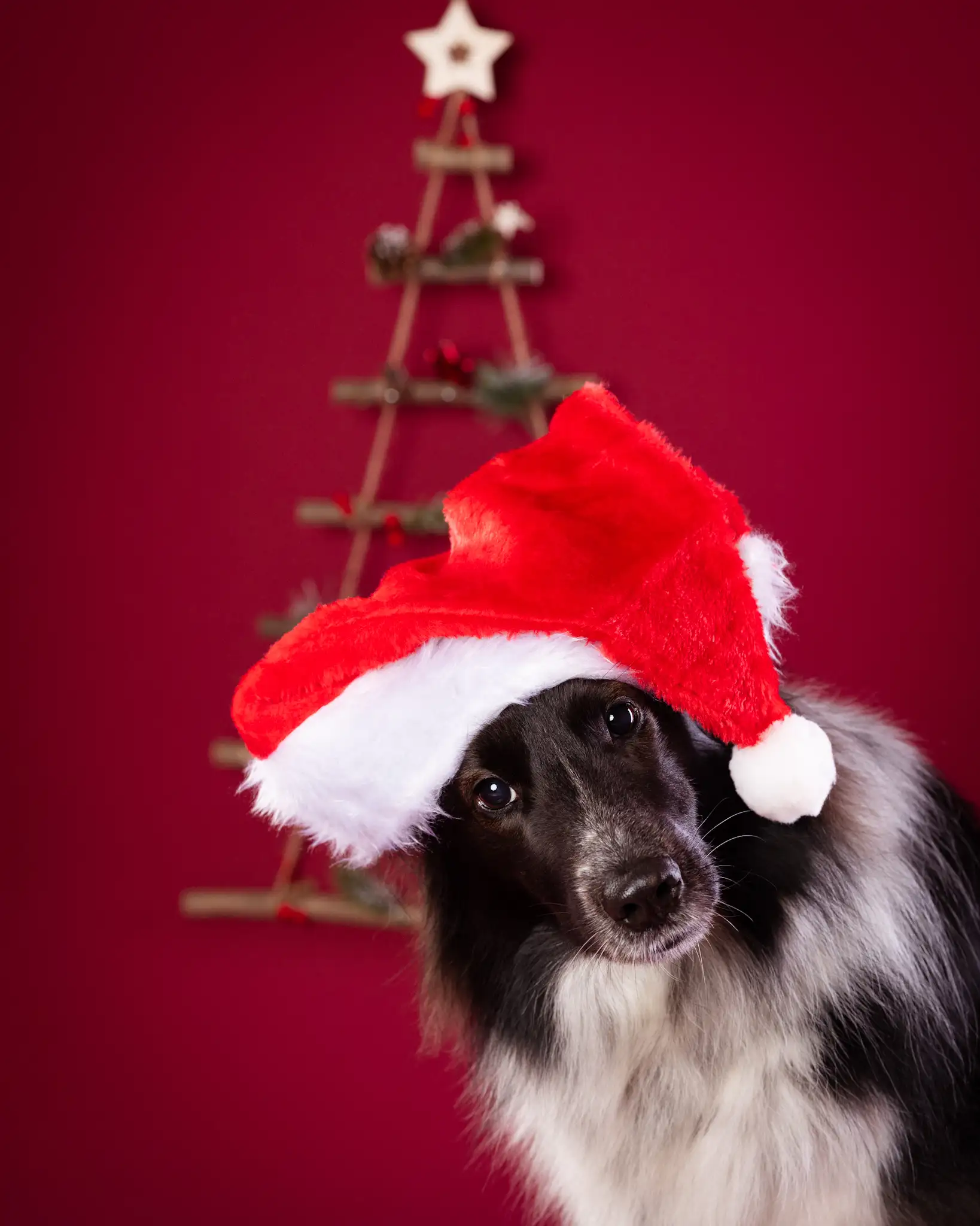 Zdjęcia świąteczne psa Białystok