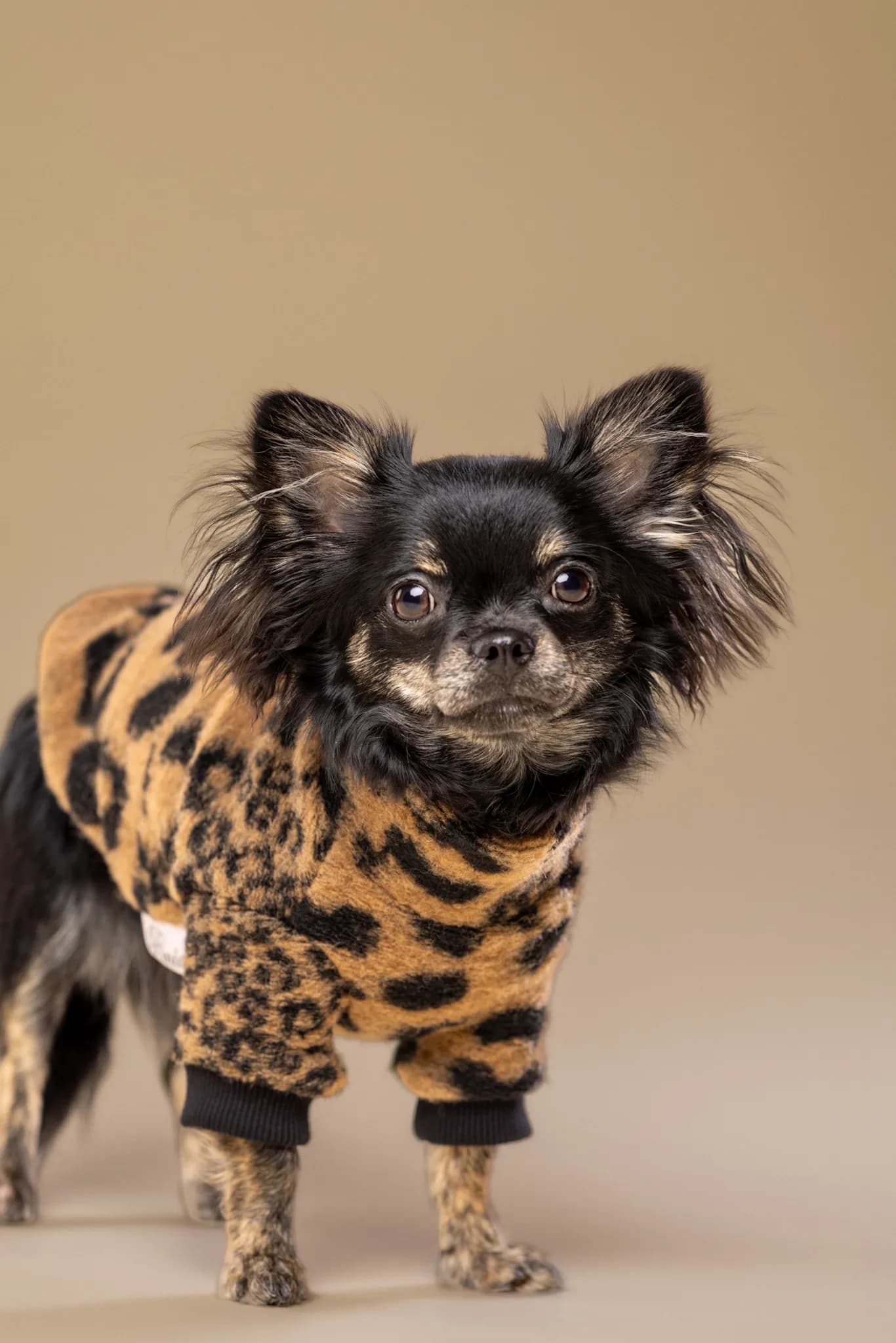 Chihuahua w ubranku w panterkę na beżowym tle