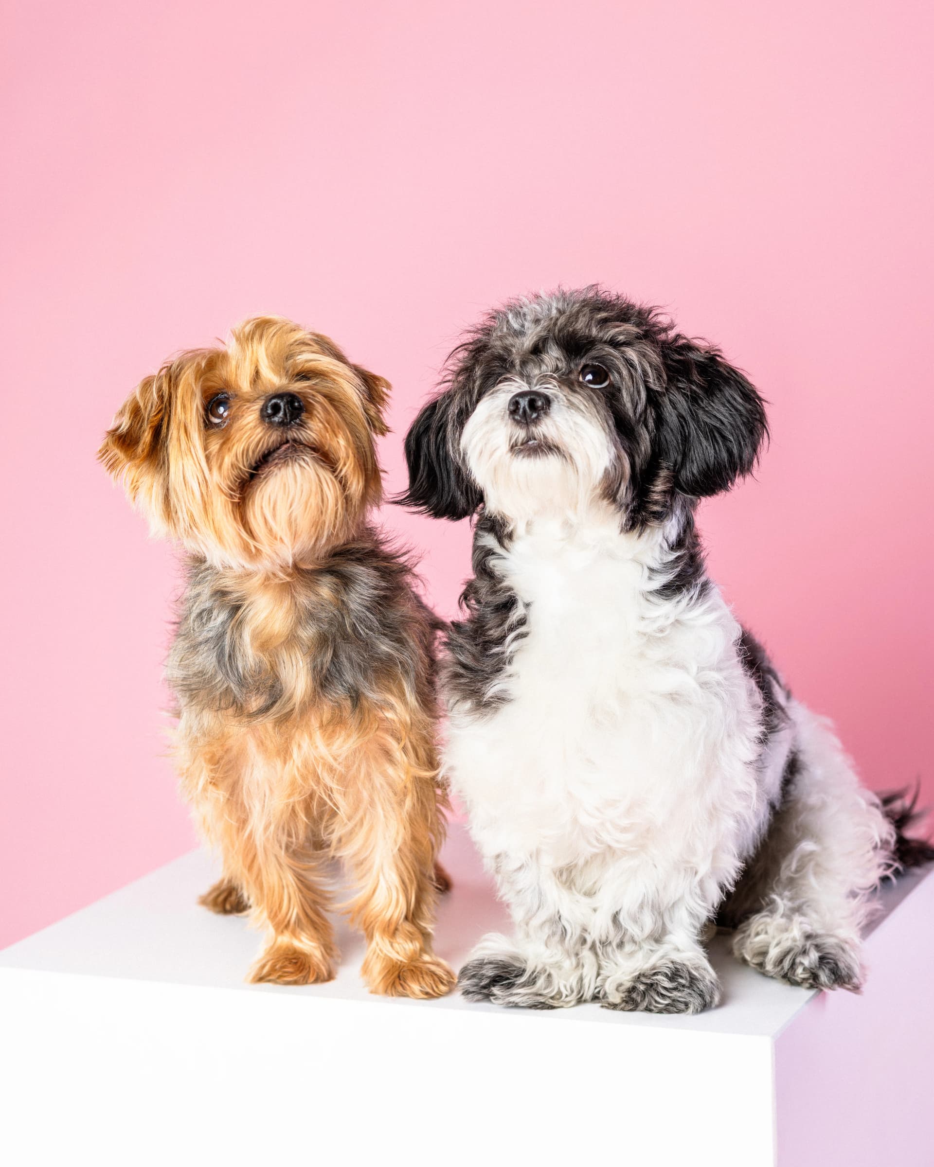 York i shih tzu siedzący razem na różowym tle