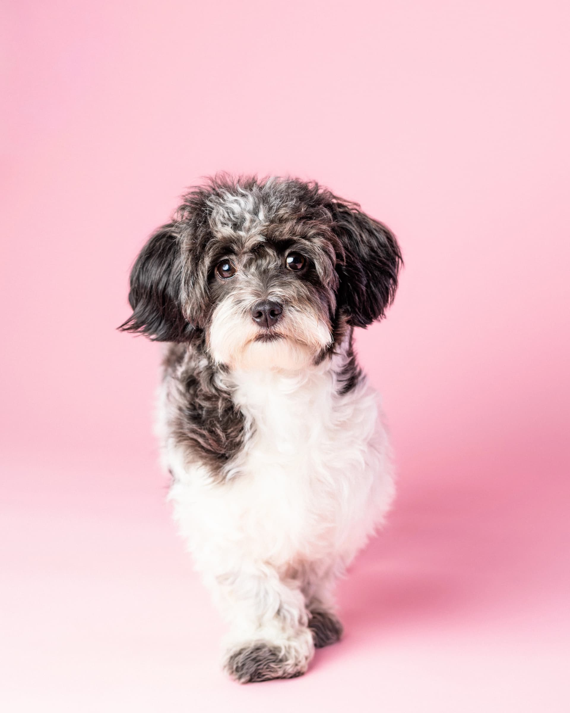 Shih tzu w całości na jasnoróżowym tle