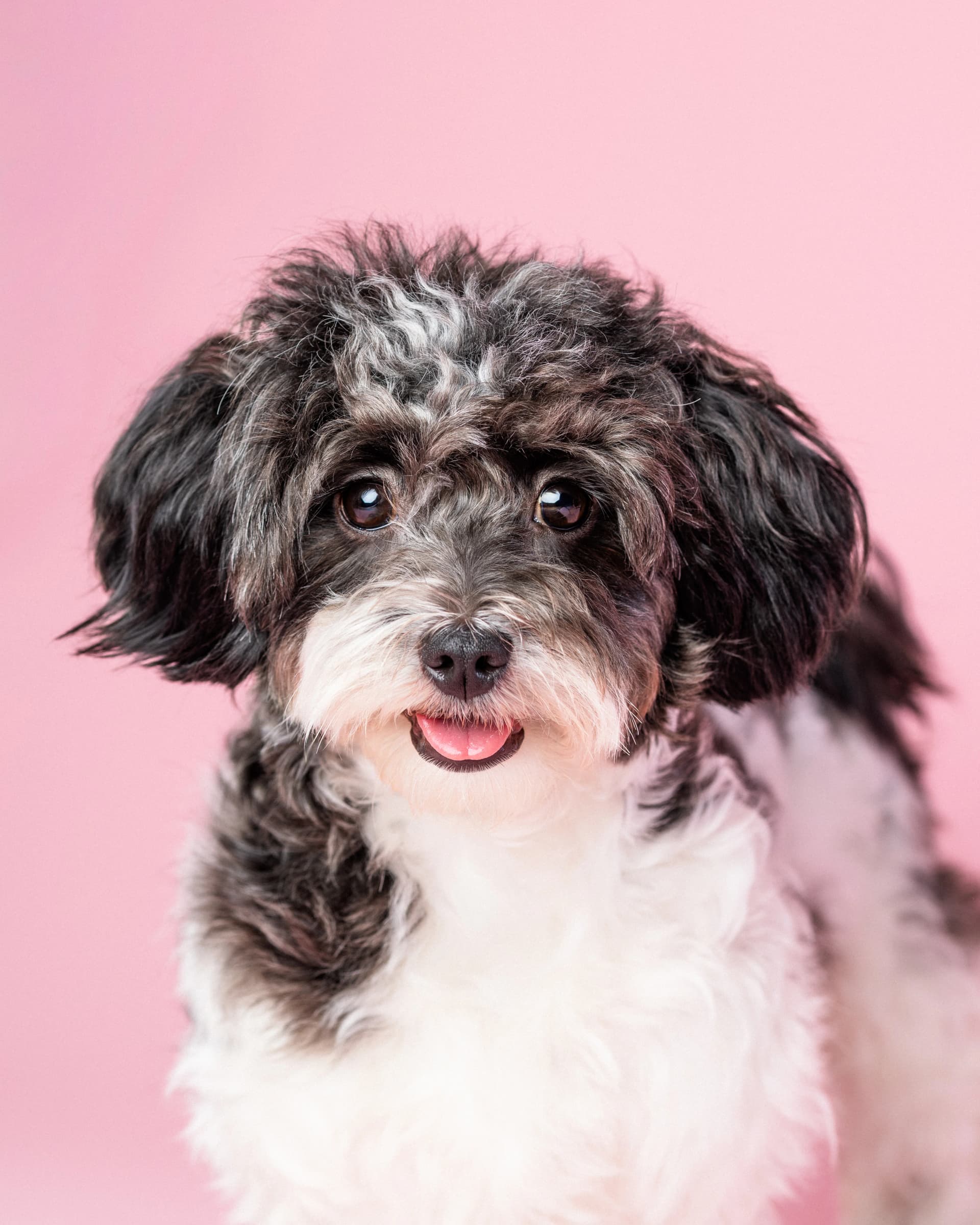 Uśmiechnięty pies podczas sesji w studio