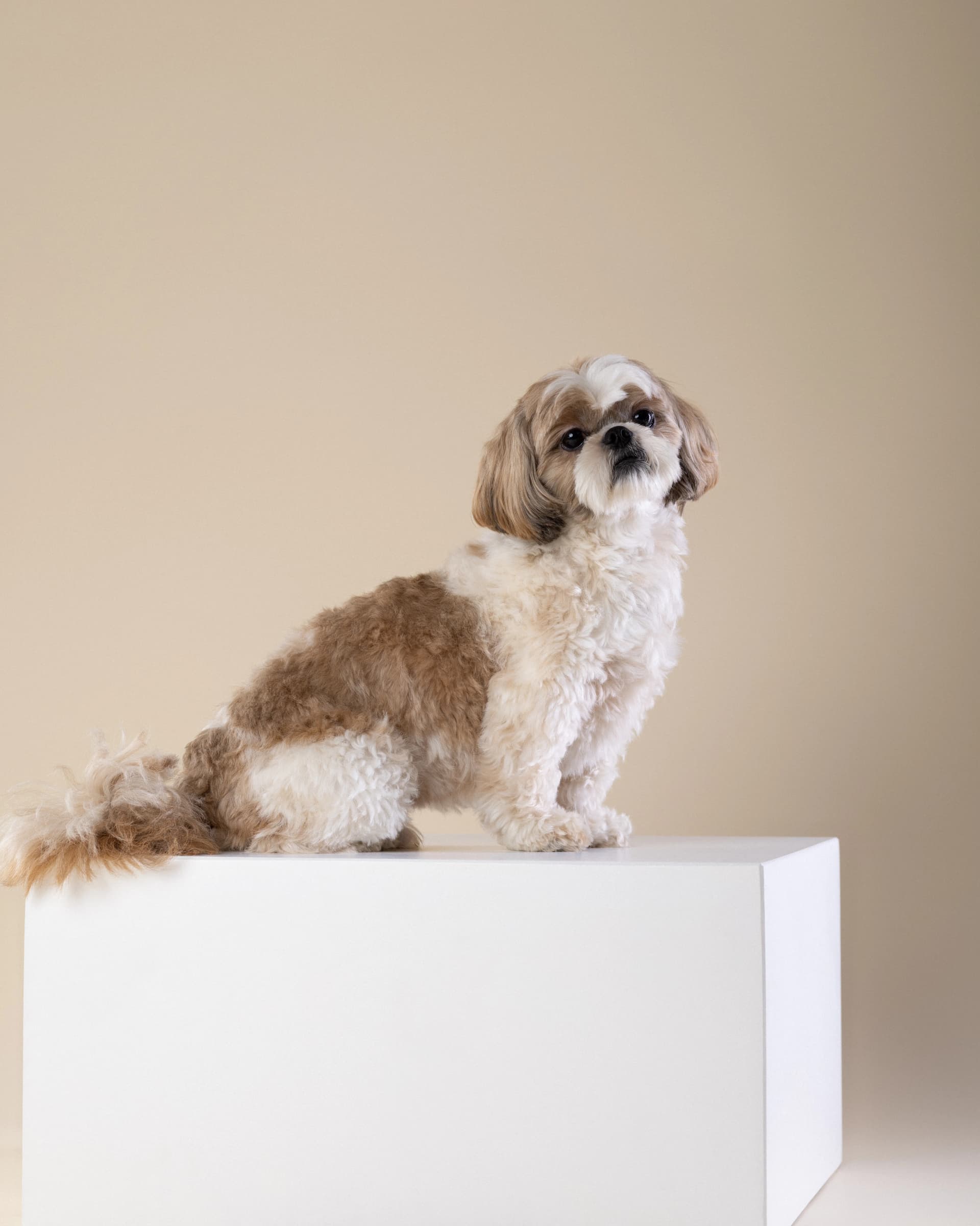 Jasny shih tzu na beżowym tle w osobnym portrecie
