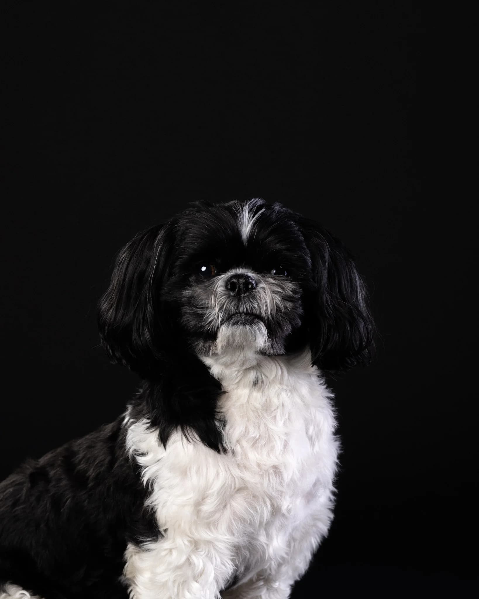 Czarno-biały shih tzu na czarnym tle