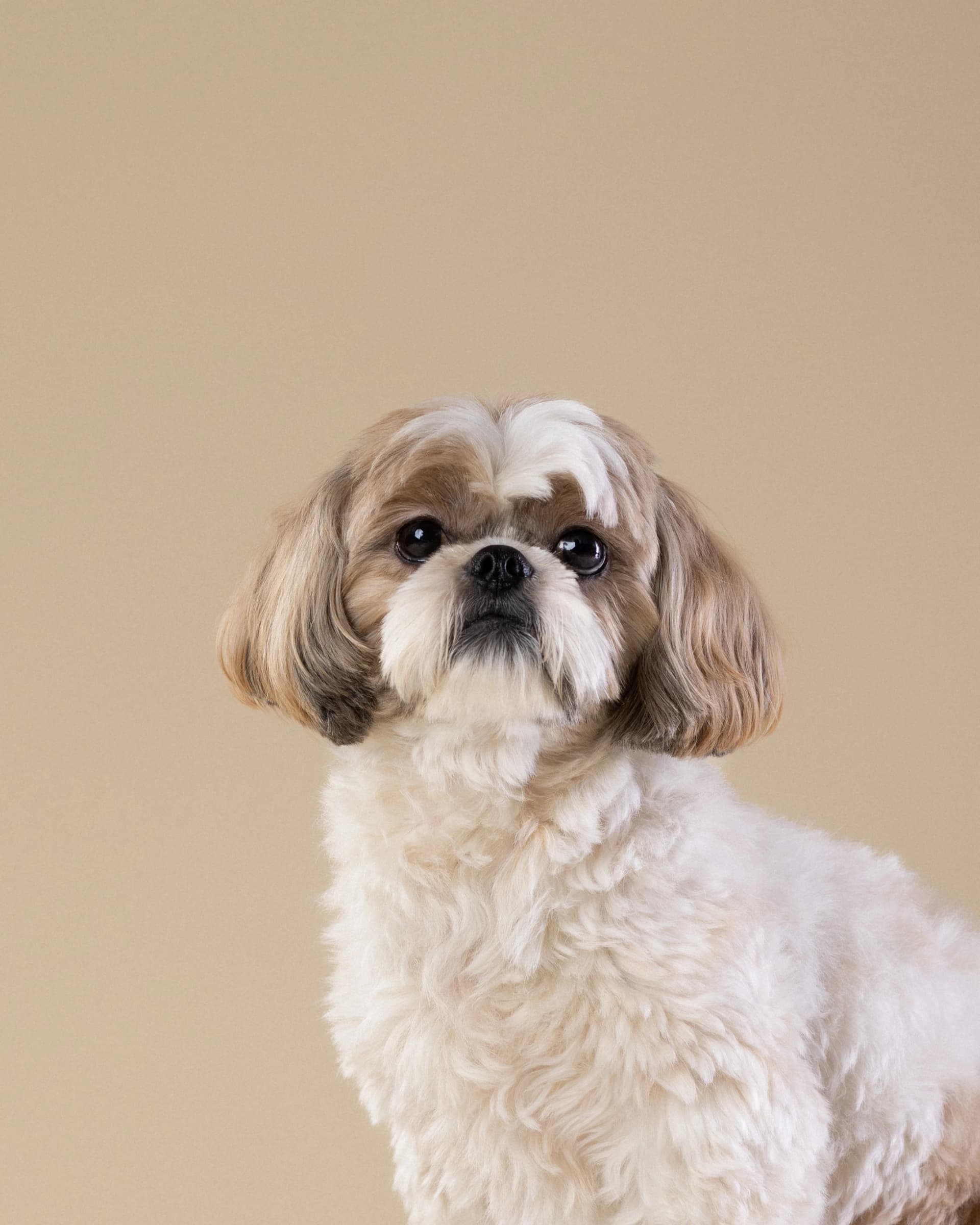 Jasny shih tzu w portrecie na beżowym tle