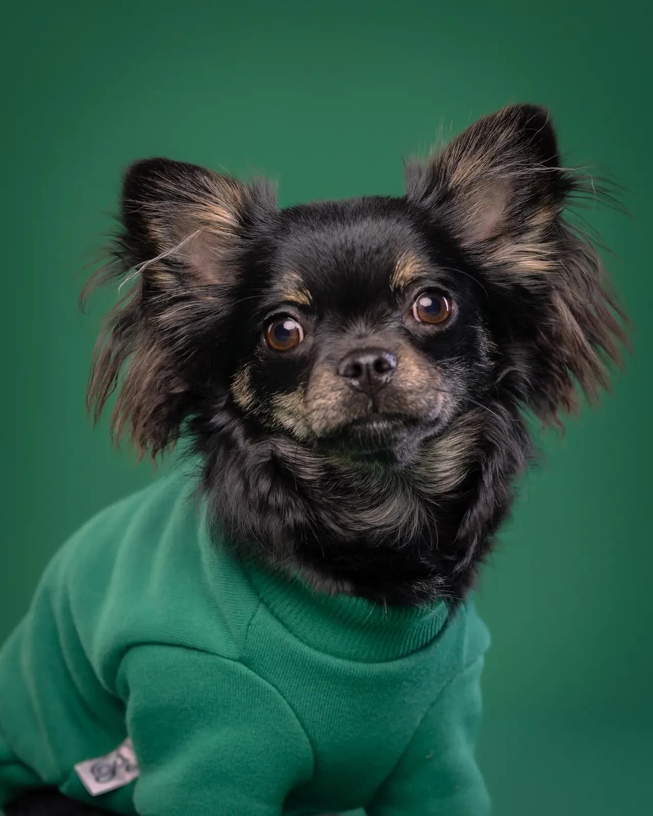 Chihuahua w zielonym ubranku na ciemnozielonym tle