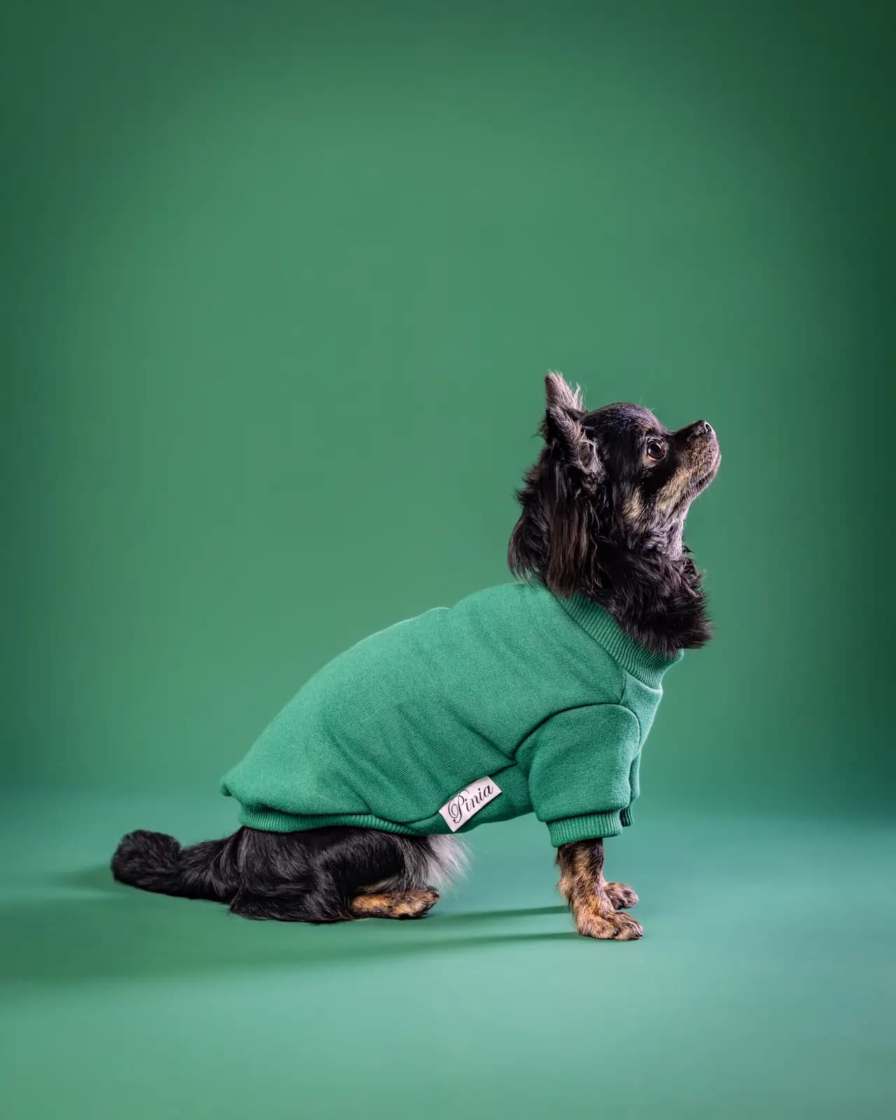 Chihuahua Verna w zielonym ubranku siedząca bokiem na zielonym tle