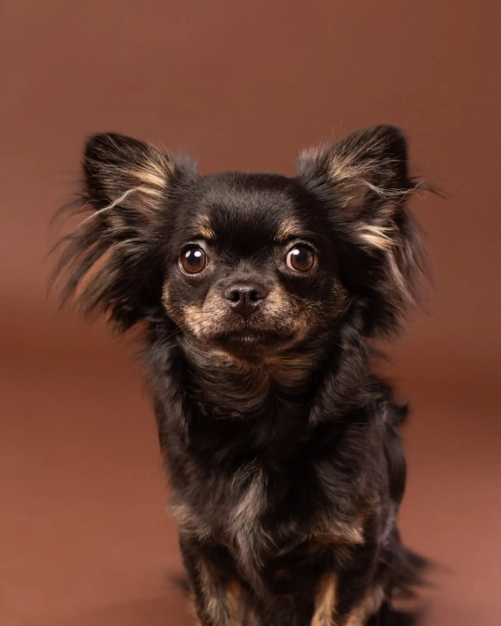 Ciemny chihuahua w fotograficznym portrecie na brązowym tle